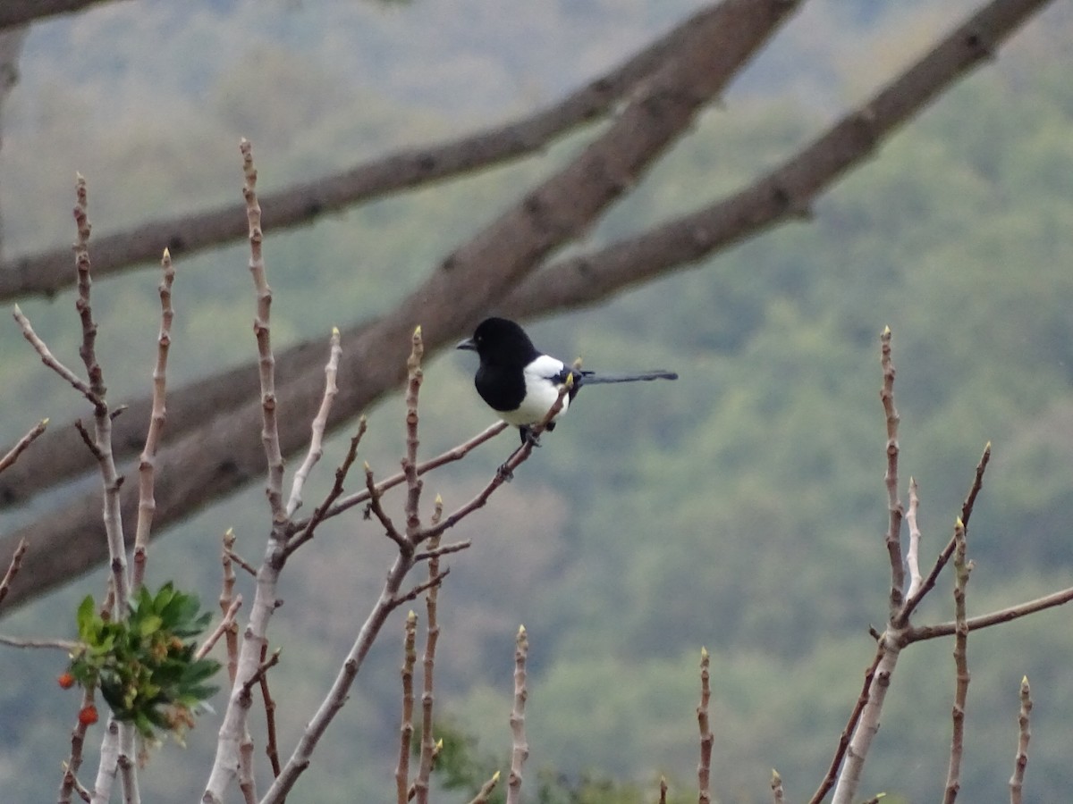 Eurasian Magpie - ML124866061