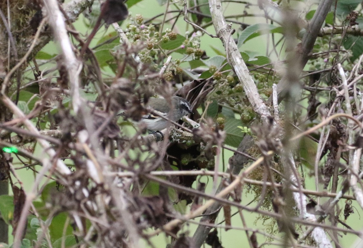 Rufous-winged Tyrannulet - Carol Ortenzio