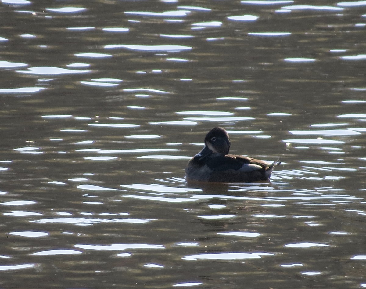 Ring-necked Duck - ML124866951