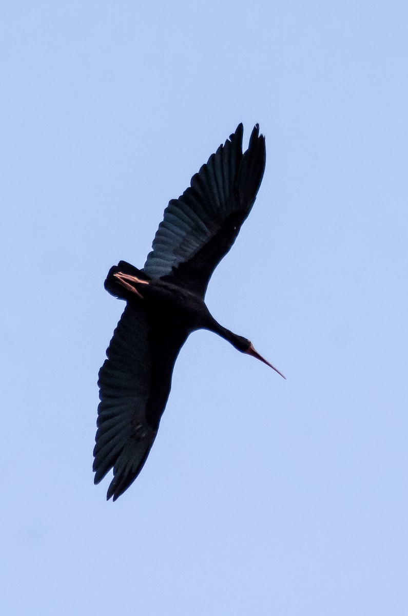 Bare-faced Ibis - ML124867341