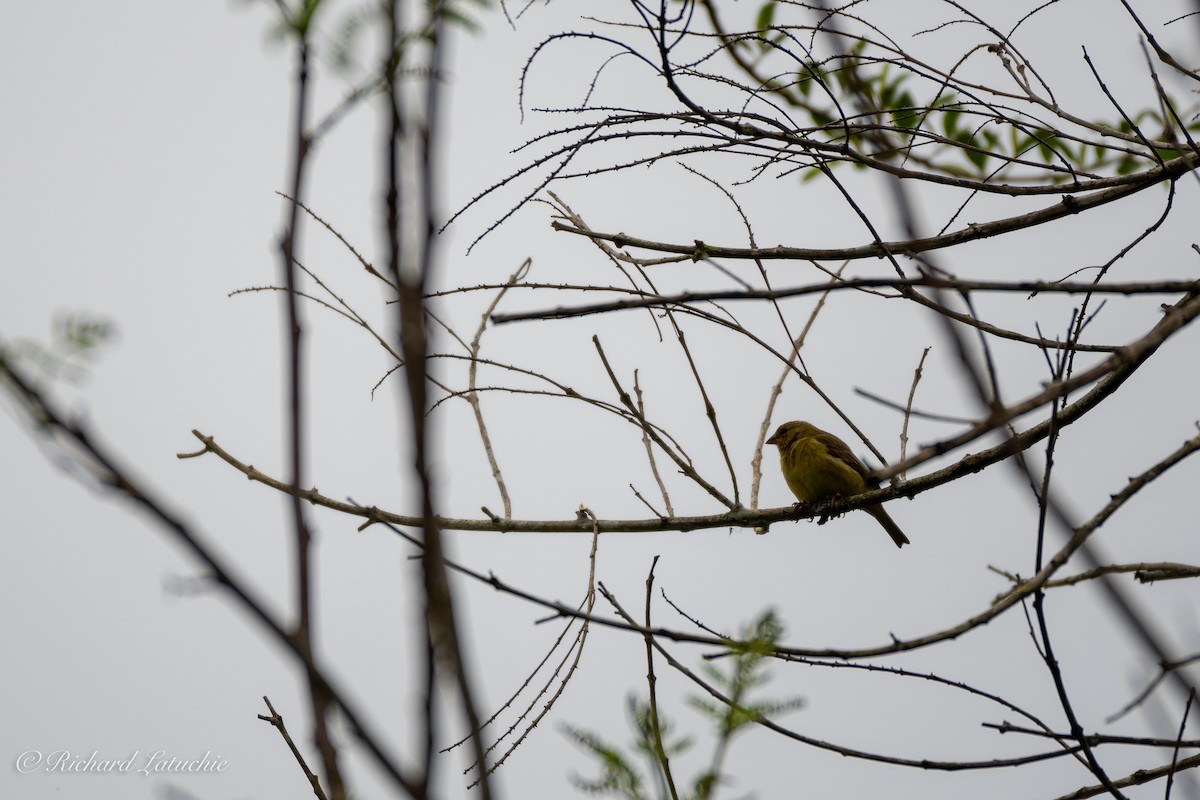 Saffron Finch - Richard Latuchie