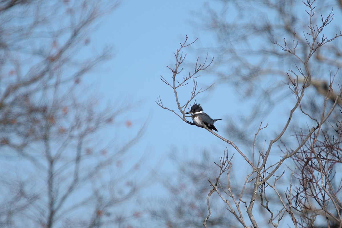 Belted Kingfisher - D Brush