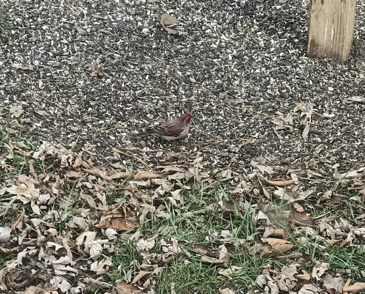 Purple Finch - ML124868641