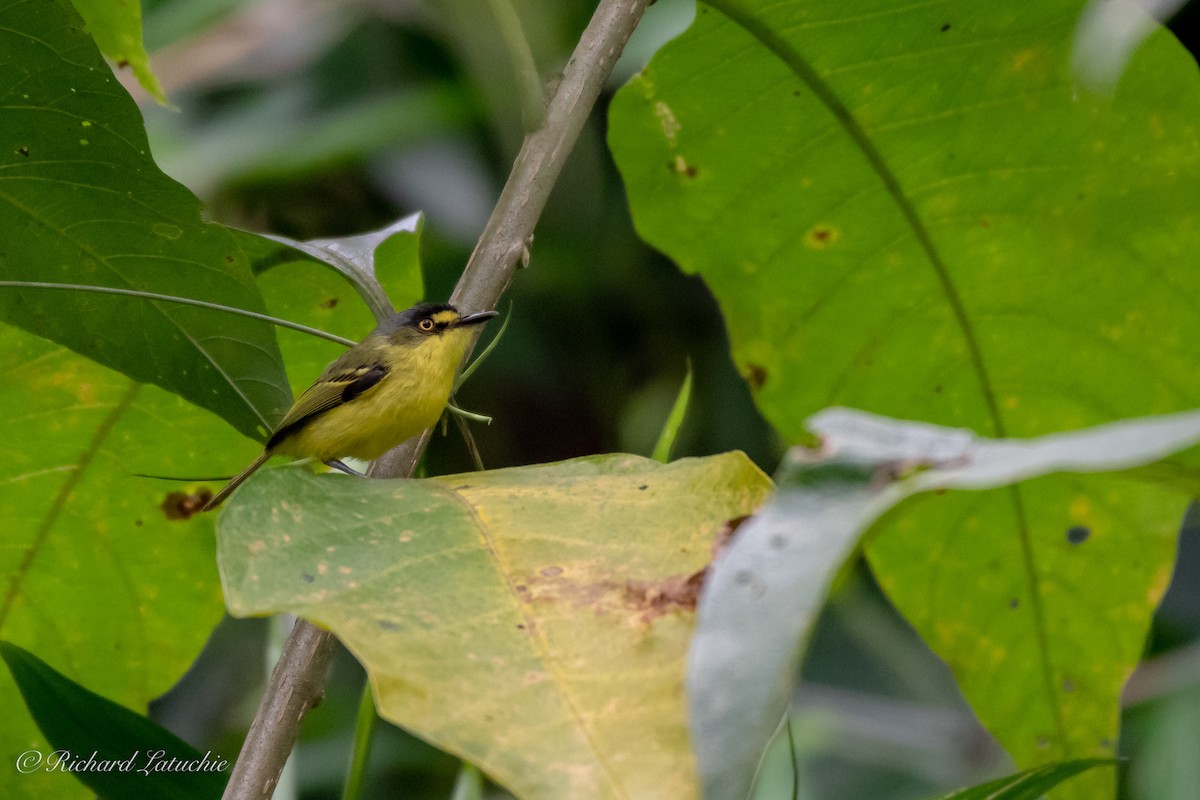 Gray-headed Tody-Flycatcher - ML124869711