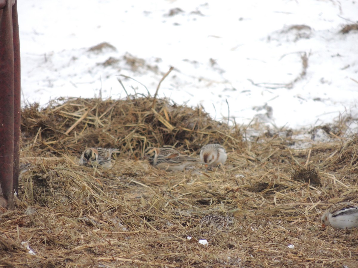 Lapland Longspur - ML124870171