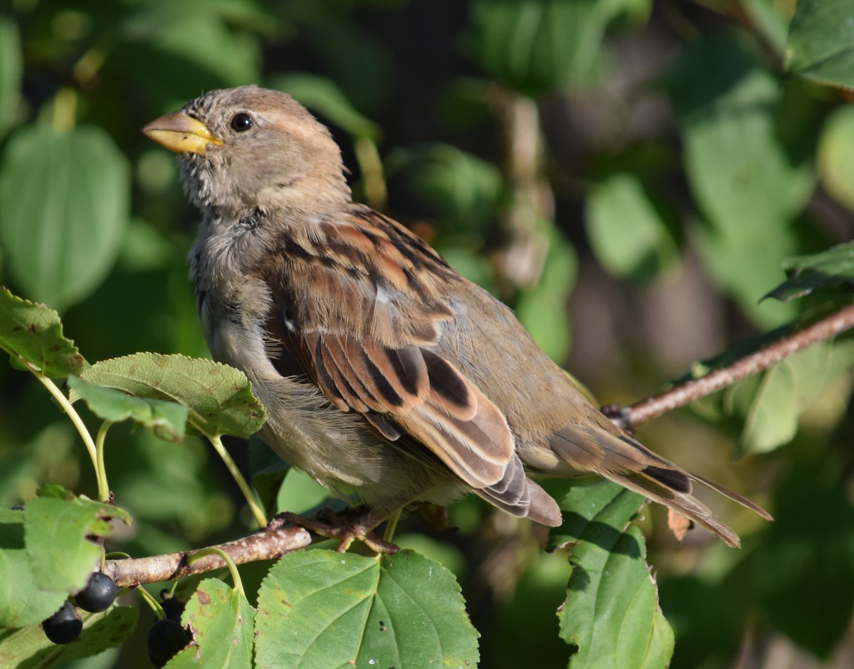 House Sparrow - Annette Teng