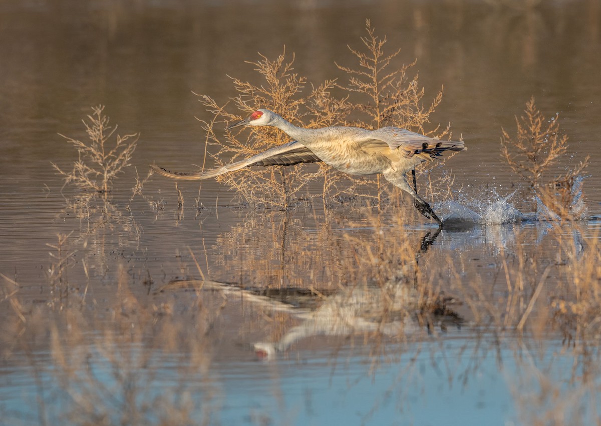 Sandhill Crane - Richard  Boyle