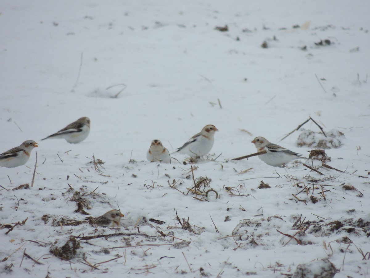 Snow Bunting - Nathan Mast