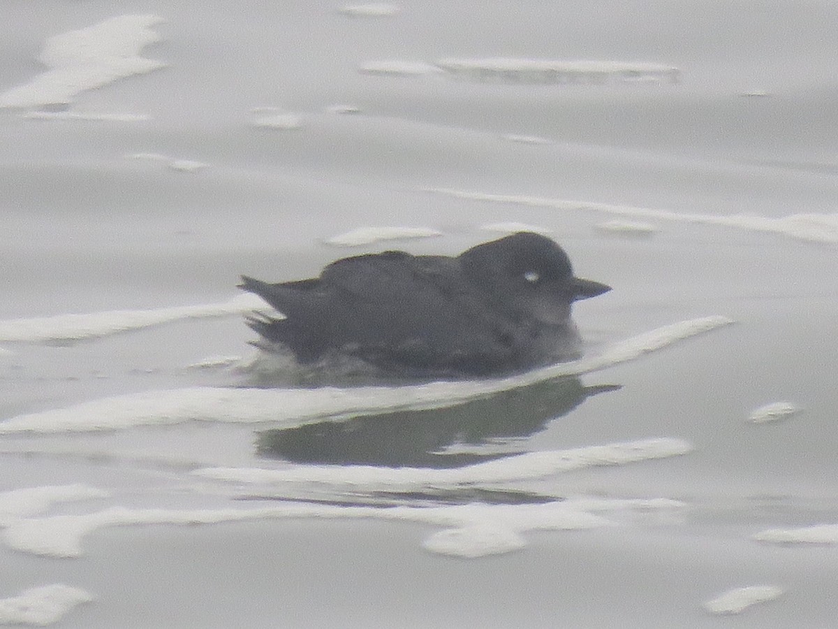 Cassin's Auklet - ML124873241