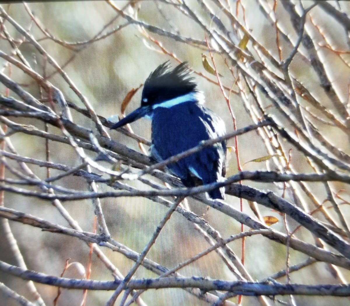 Belted Kingfisher - ML124874481