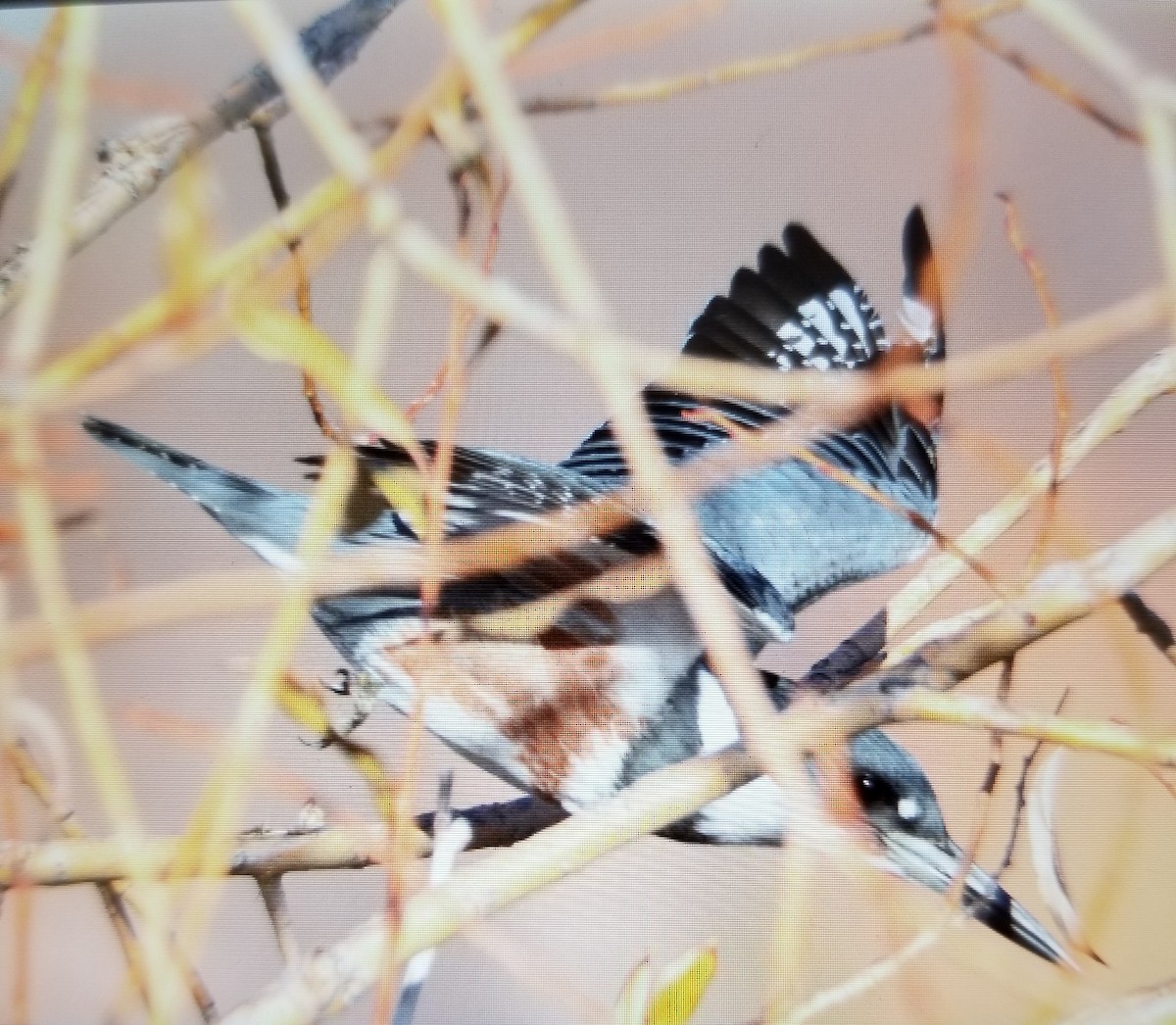 Belted Kingfisher - ML124874501