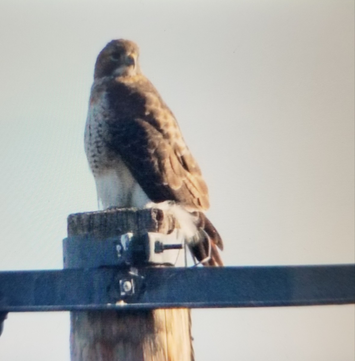 Red-tailed Hawk - ML124874541