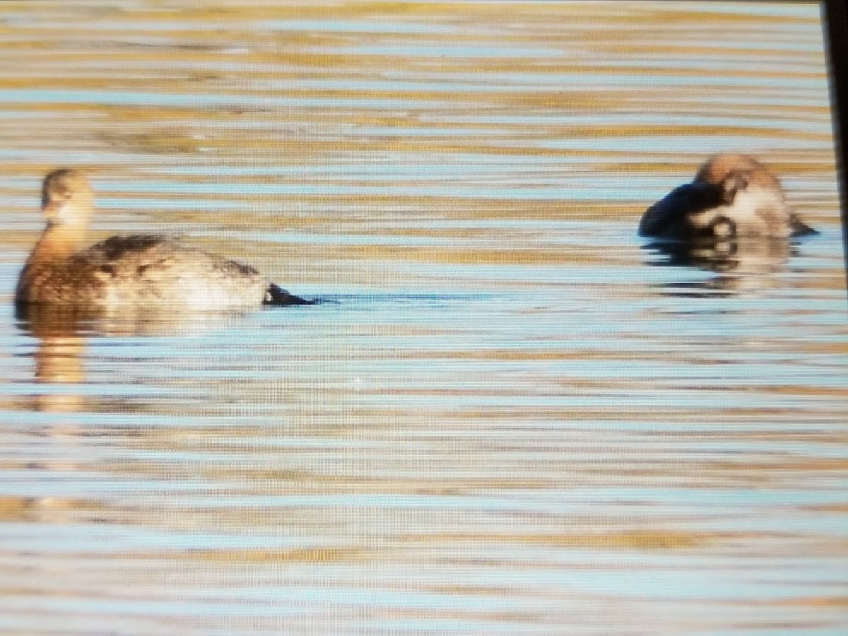 Pied-billed Grebe - ML124874681