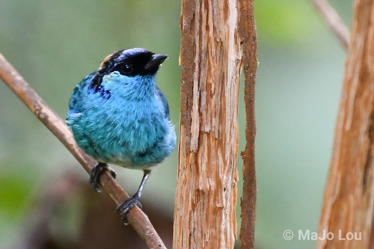 Golden-naped Tanager - ML124875831