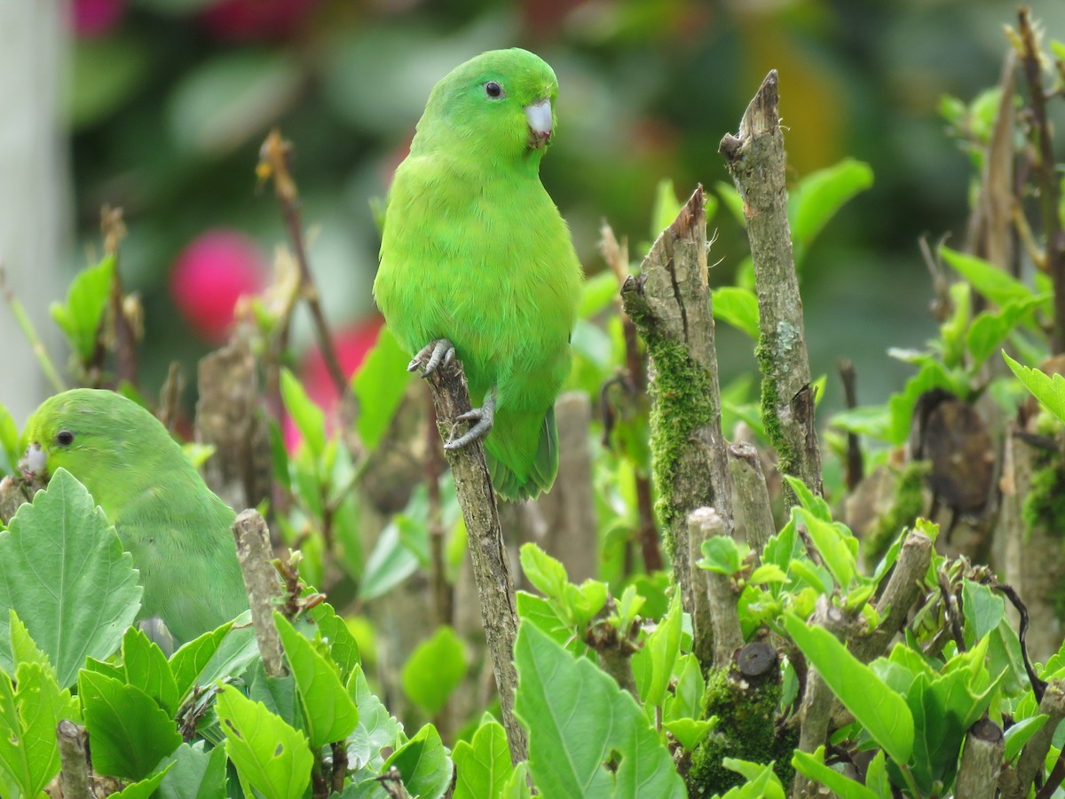 Cobalt-rumped Parrotlet - ML124876441