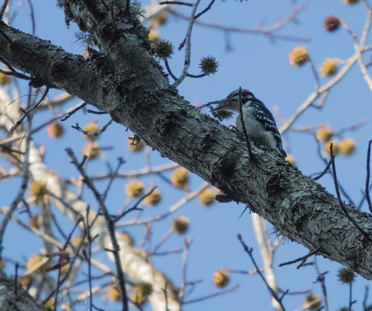 Hairy Woodpecker - ML124877161
