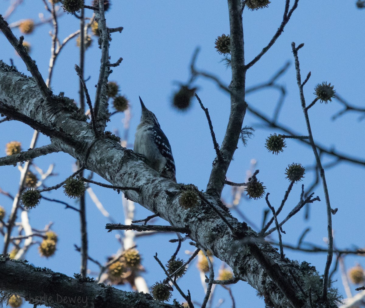 Hairy Woodpecker - ML124877181