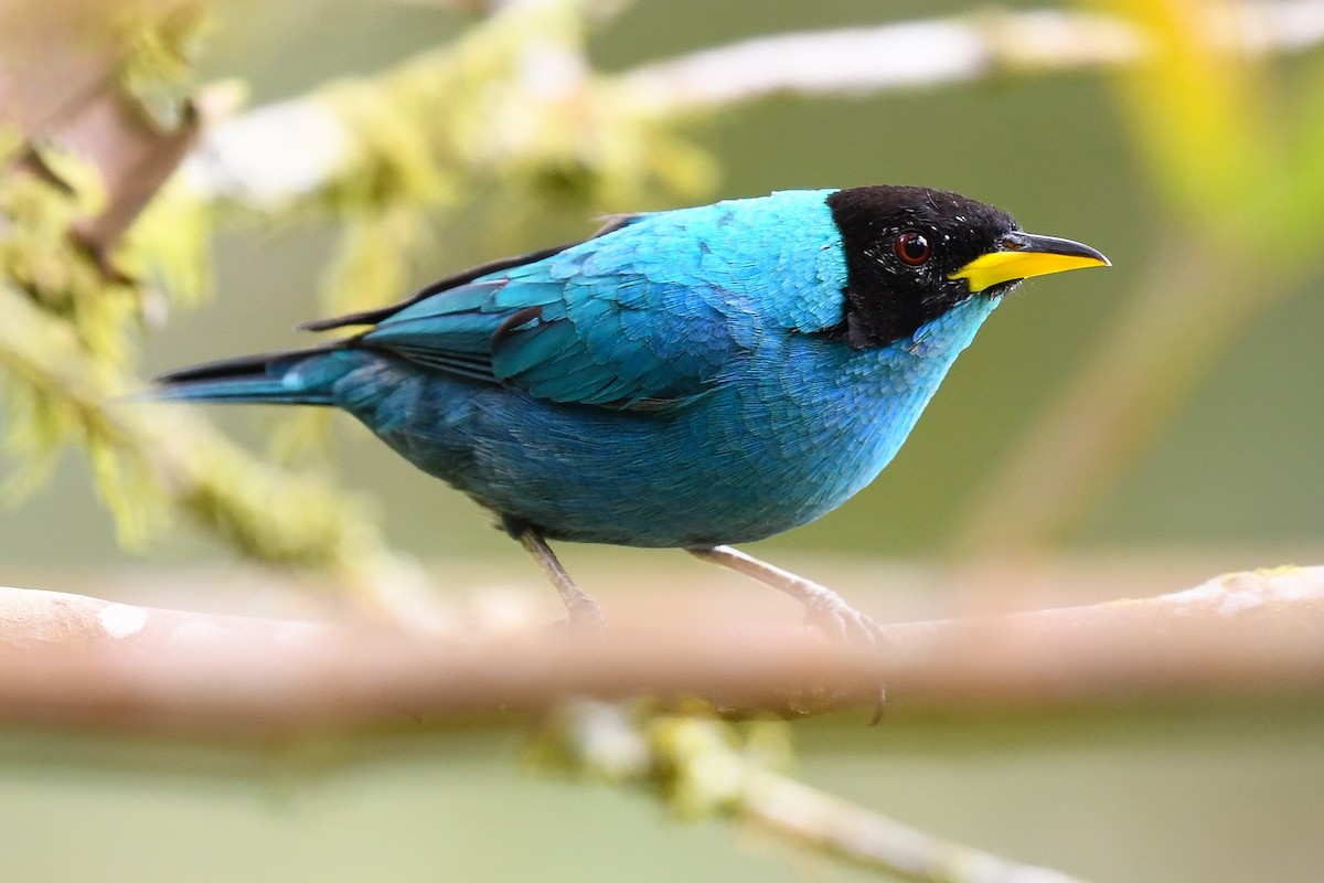 Green Honeycreeper - ML124877961