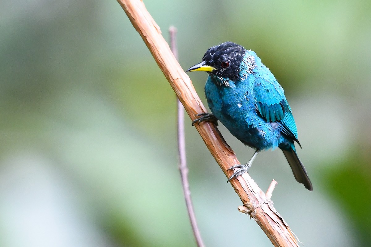 Green Honeycreeper - ML124877981