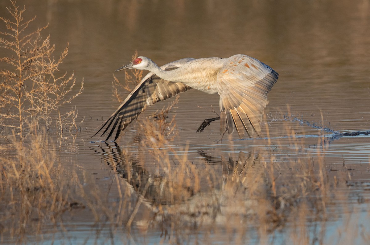 Sandhill Crane - Richard  Boyle