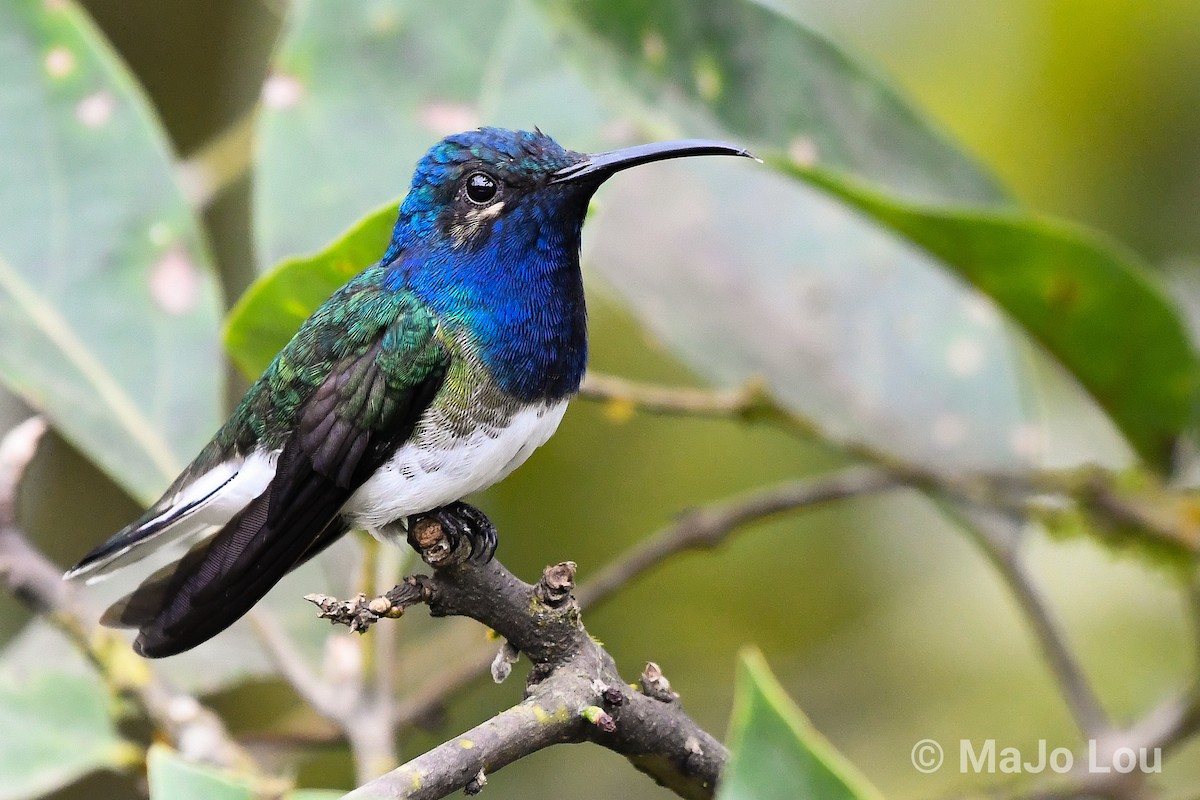 White-necked Jacobin - ML124878421