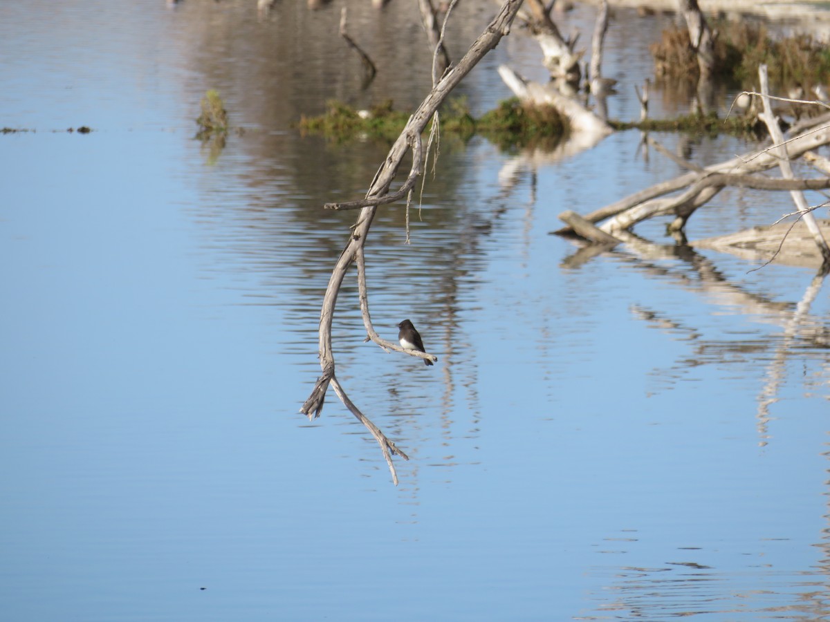 Black Phoebe - ML124878611