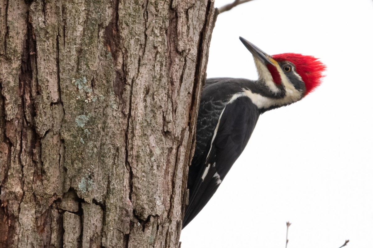 Pileated Woodpecker - ML124879311