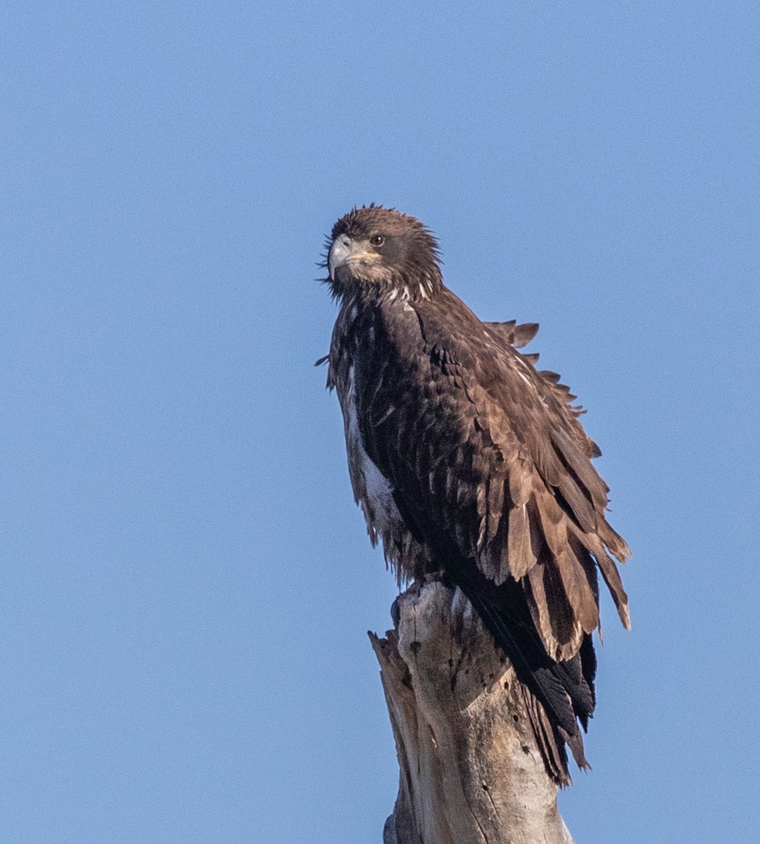 Bald Eagle - Richard  Boyle