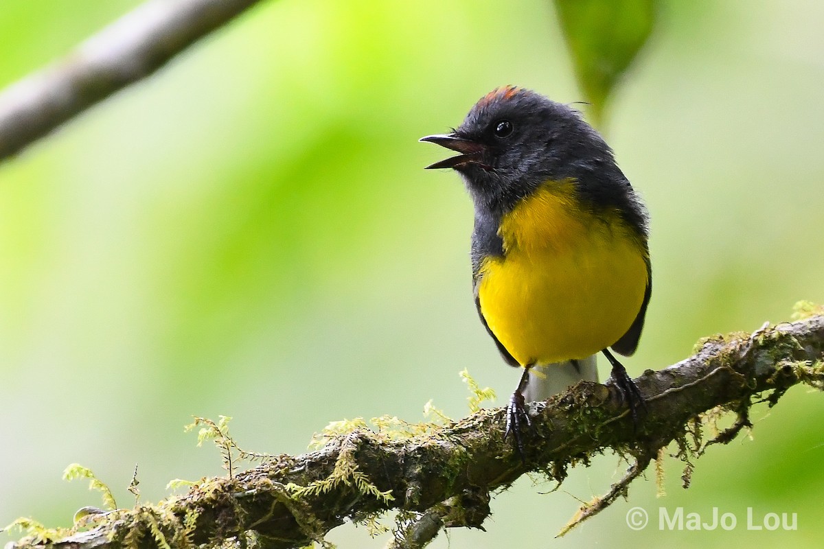 Slate-throated Redstart - ML124880061