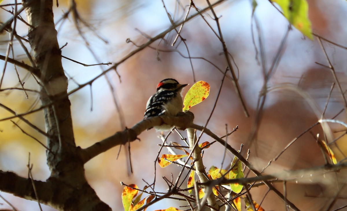 Downy Woodpecker - ML124880501