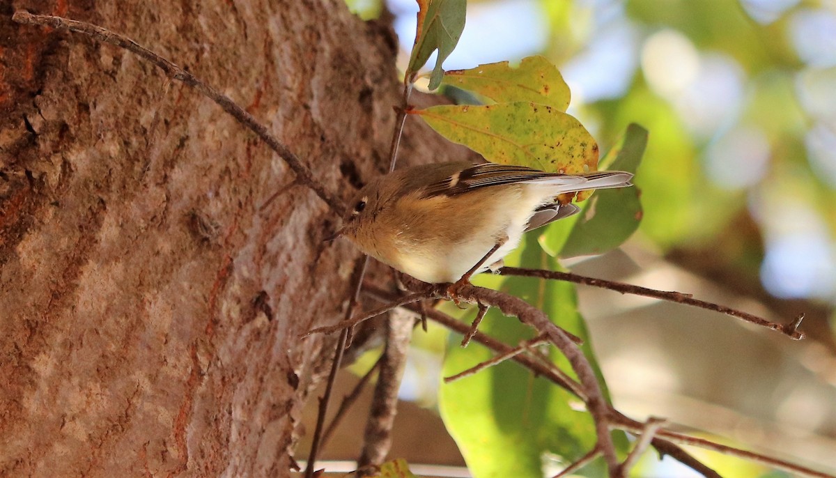 Ruby-crowned Kinglet - ML124880601