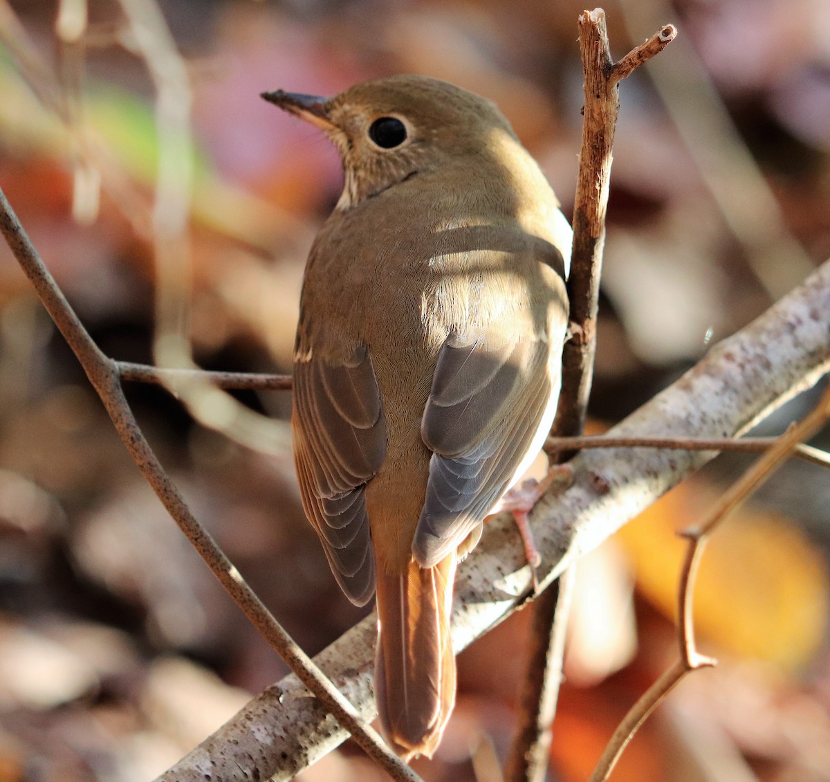 Hermit Thrush - ML124880631