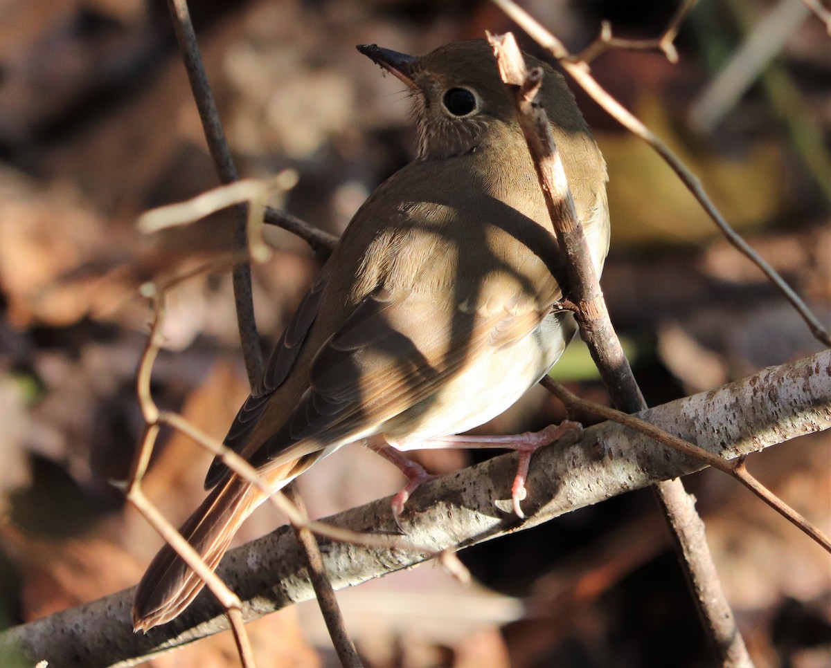 Hermit Thrush - ML124880641