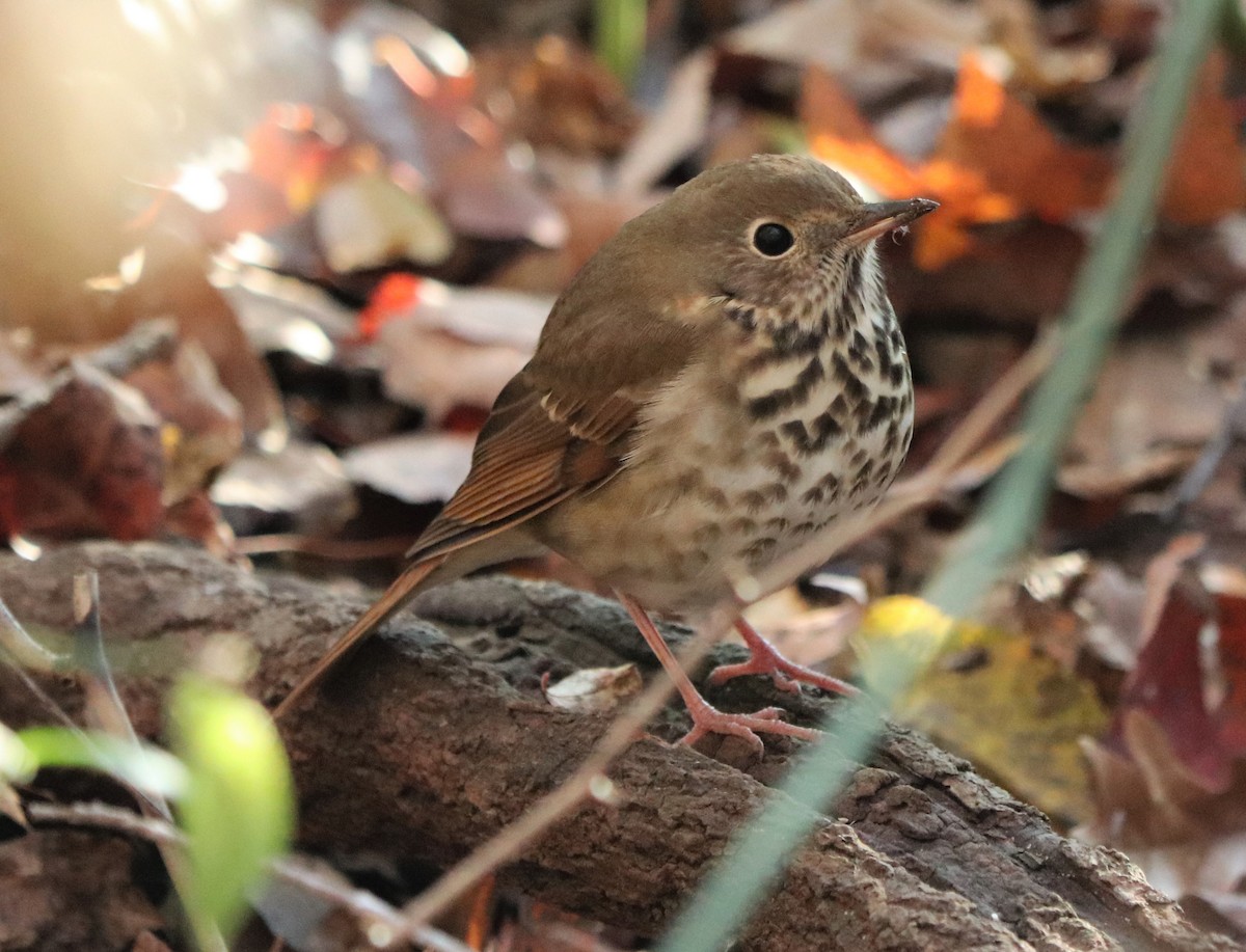 Hermit Thrush - ML124880651