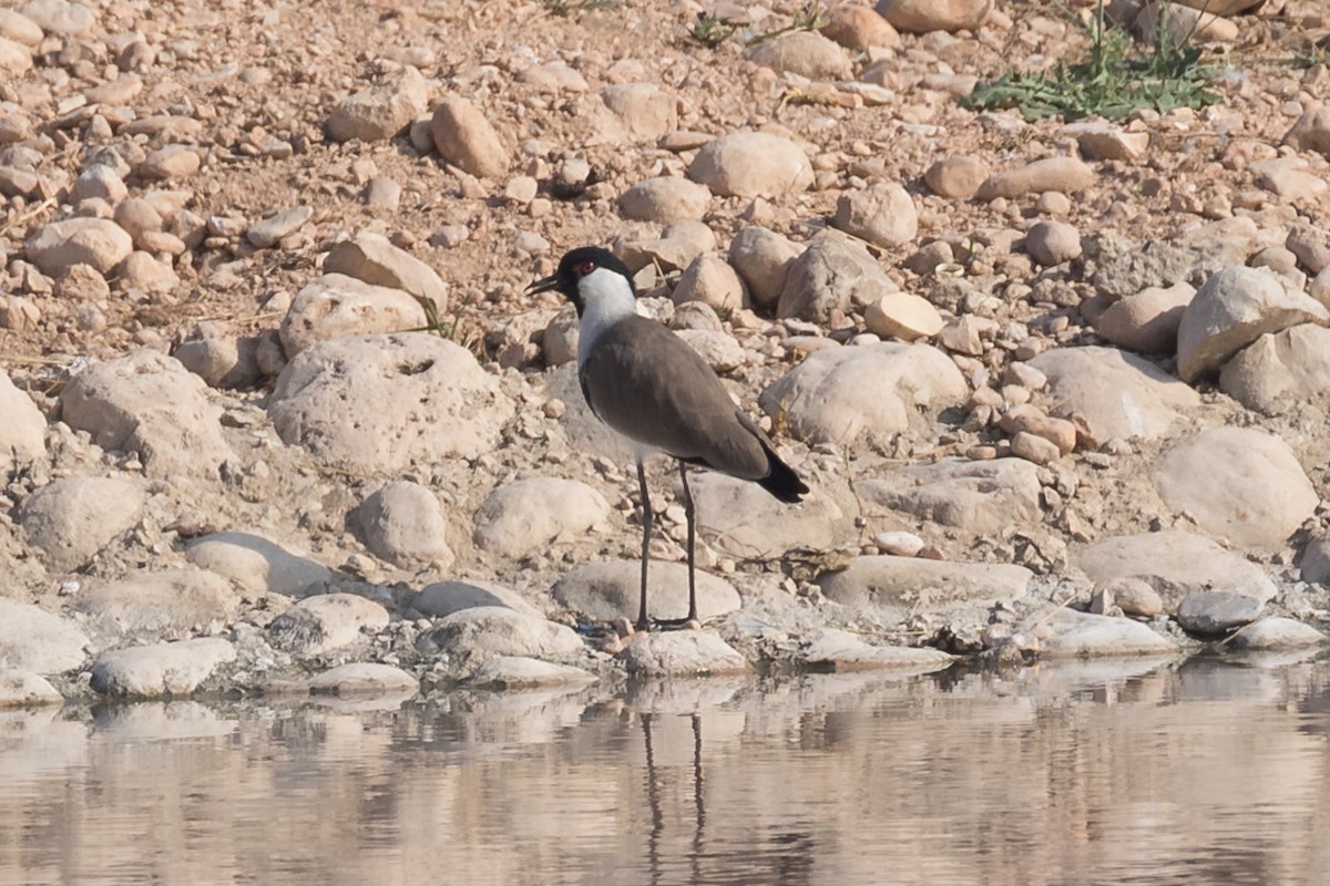 Vanellus sp. - ML124880931