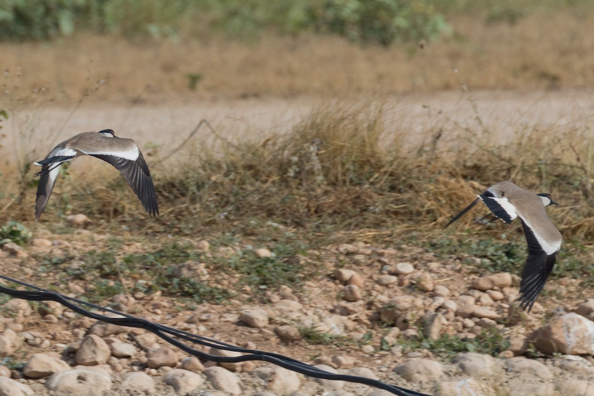 Avefría sp. - ML124881011