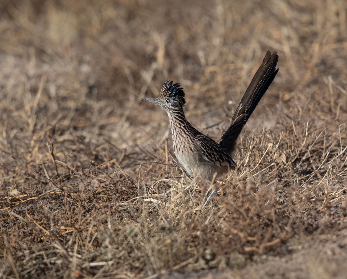 Greater Roadrunner - ML124881341