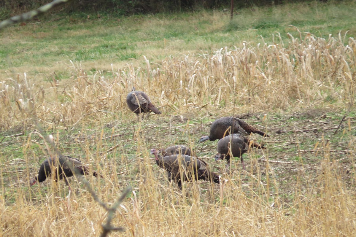 Wild Turkey - ML124881441