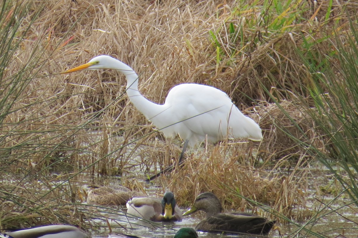 Цасч дэглий - ML124881561