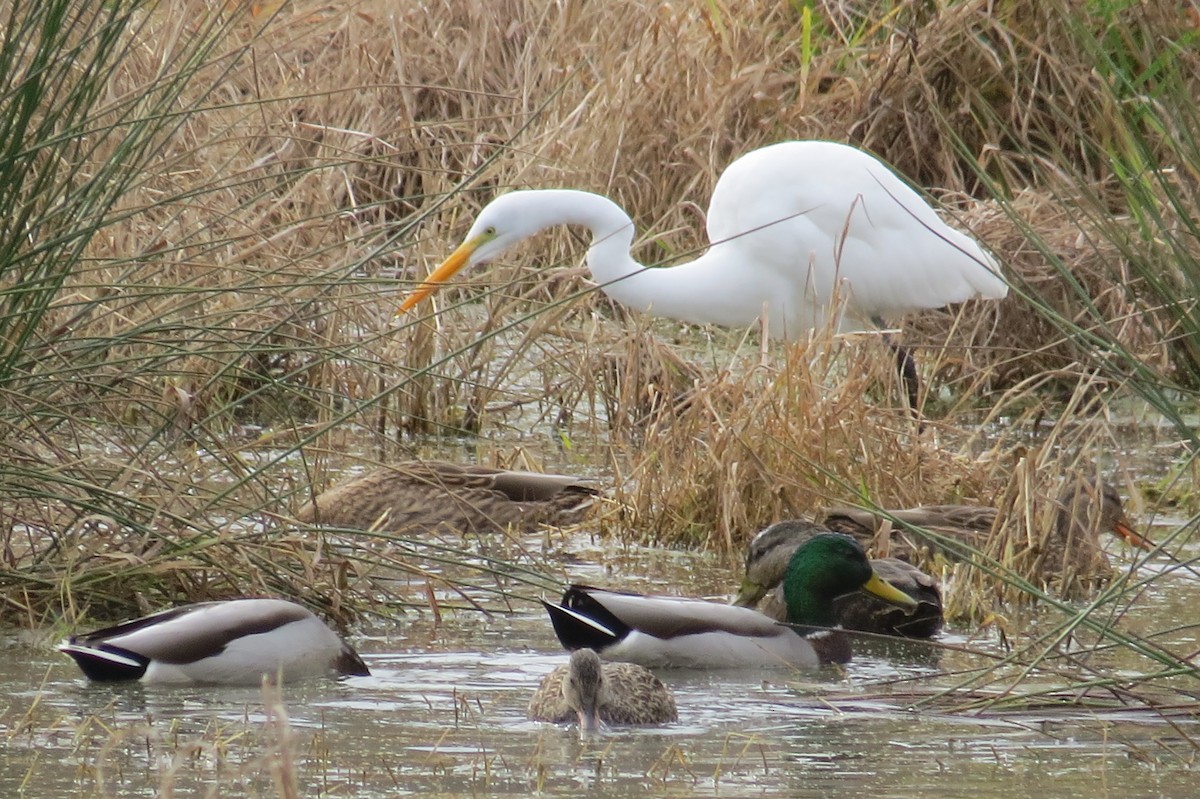 Цасч дэглий - ML124881571