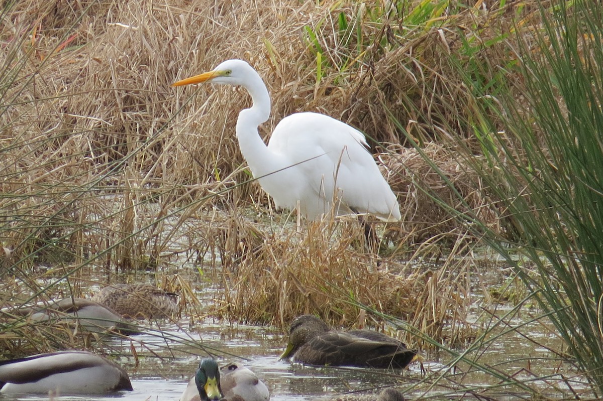 Цасч дэглий - ML124881581