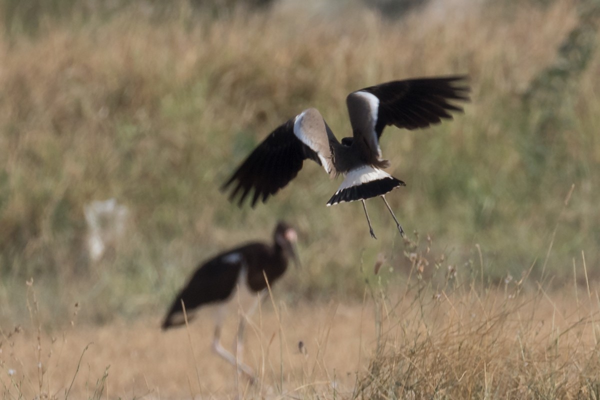 tanımsız Vanellus sp. - ML124882371