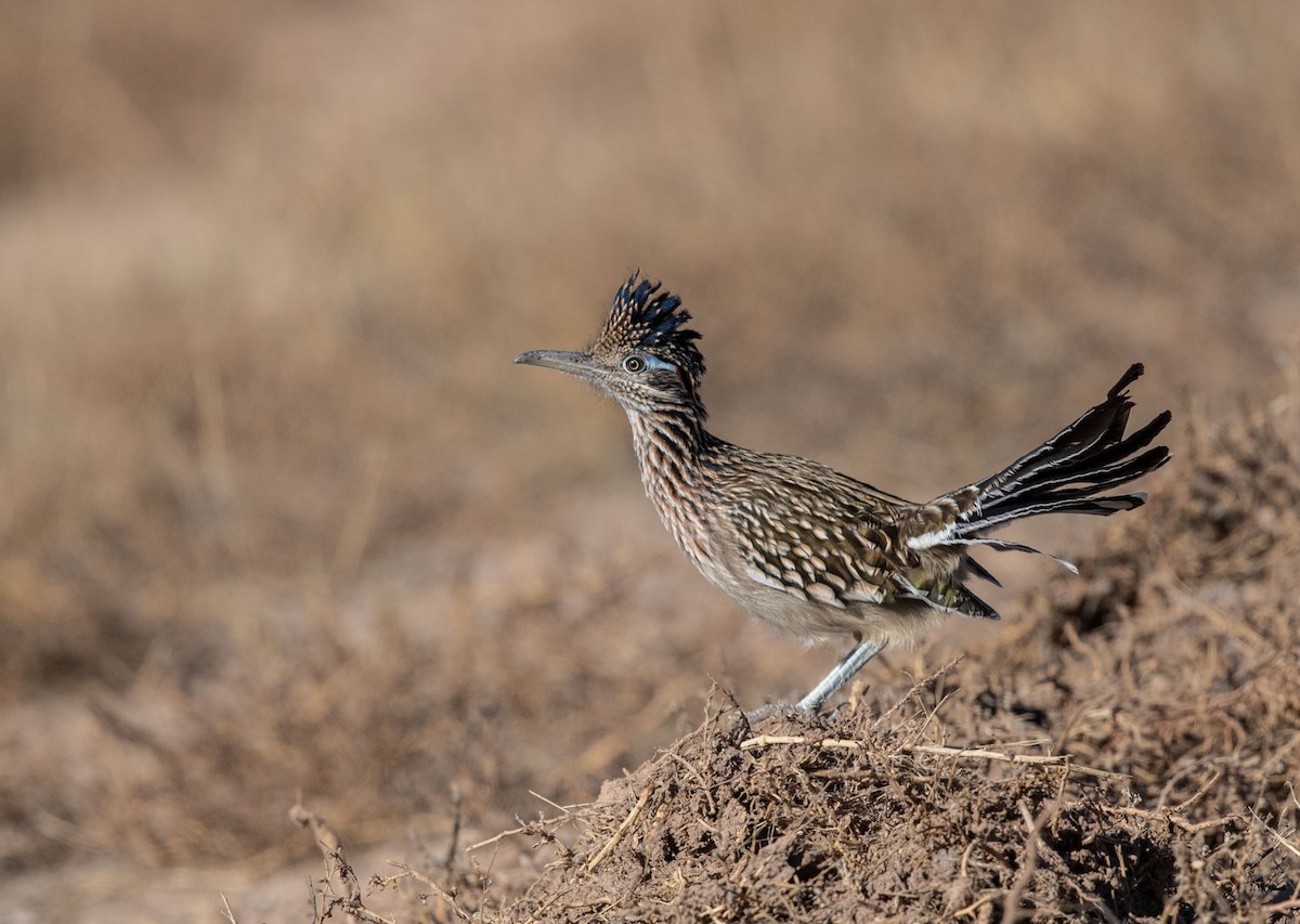 Greater Roadrunner - Richard Boyle
