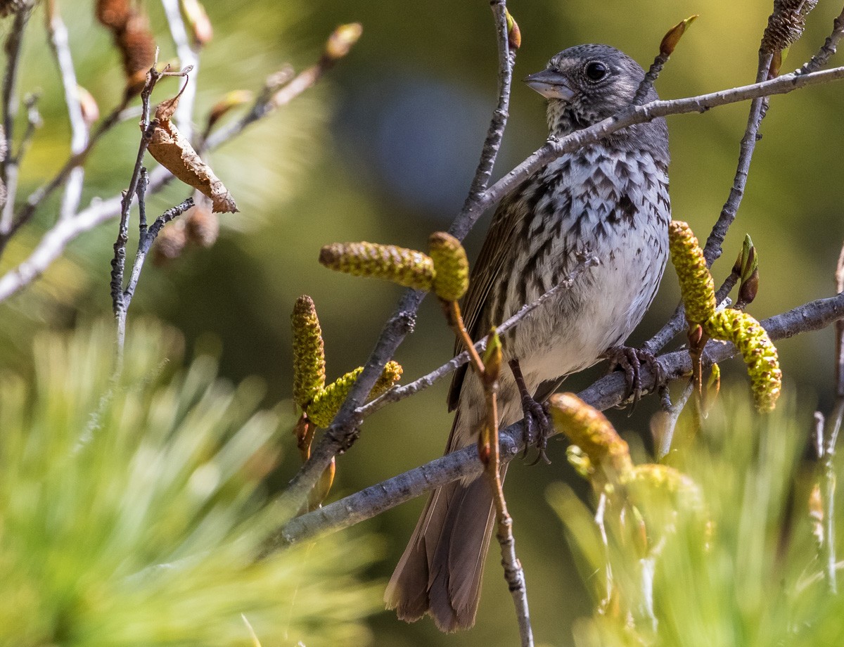 Fox Sparrow - ML124882921