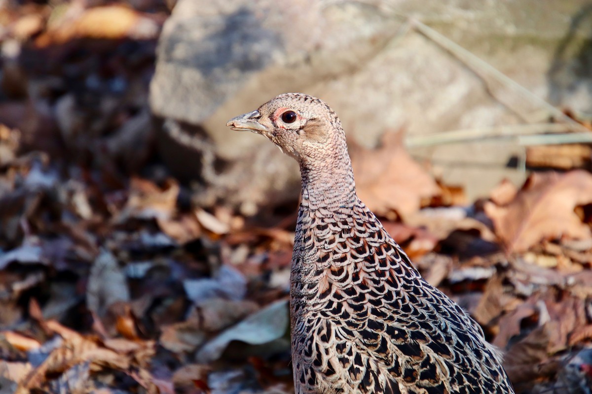 Ring-necked Pheasant - ML124883551