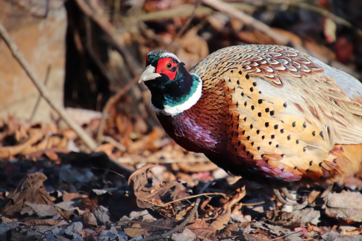 Ring-necked Pheasant - ML124883581