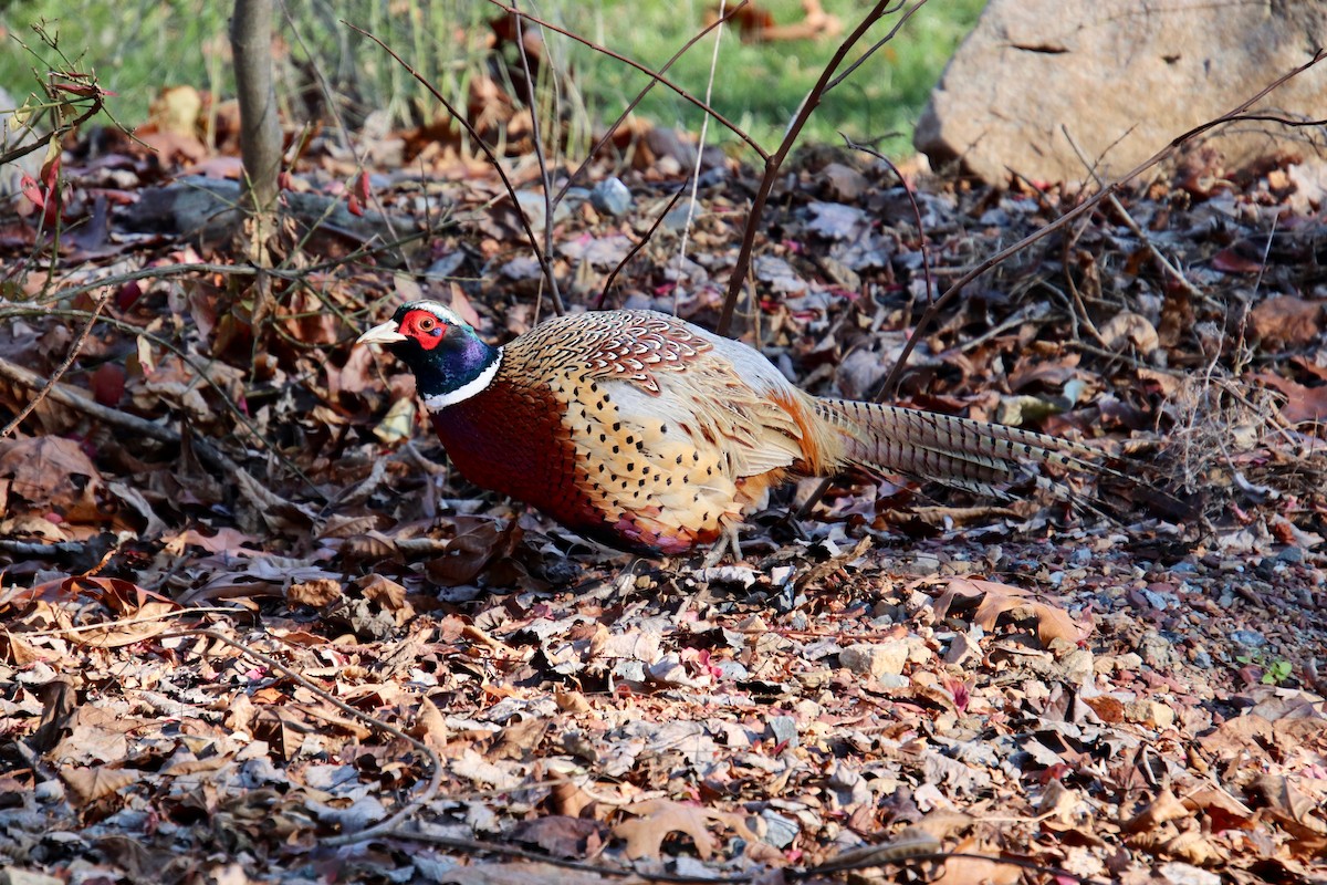 Ring-necked Pheasant - ML124883641