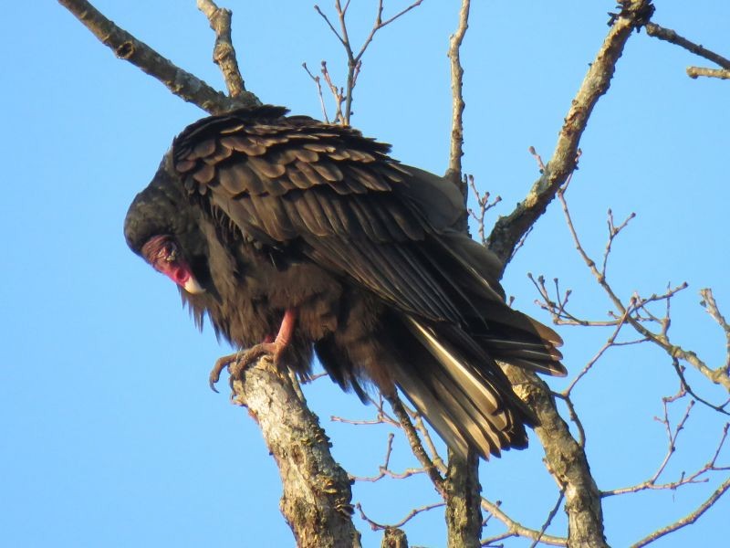 Turkey Vulture - ML124883671