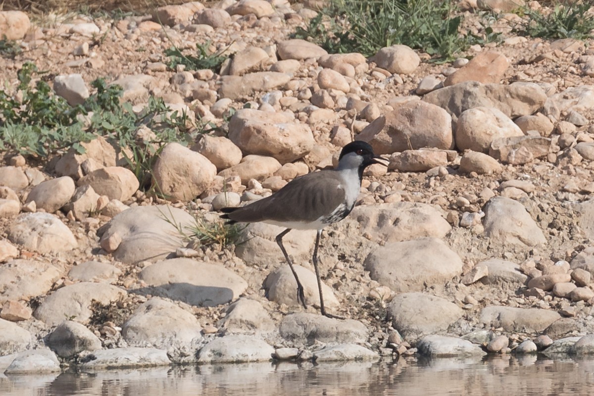 Avefría sp. - ML124883721