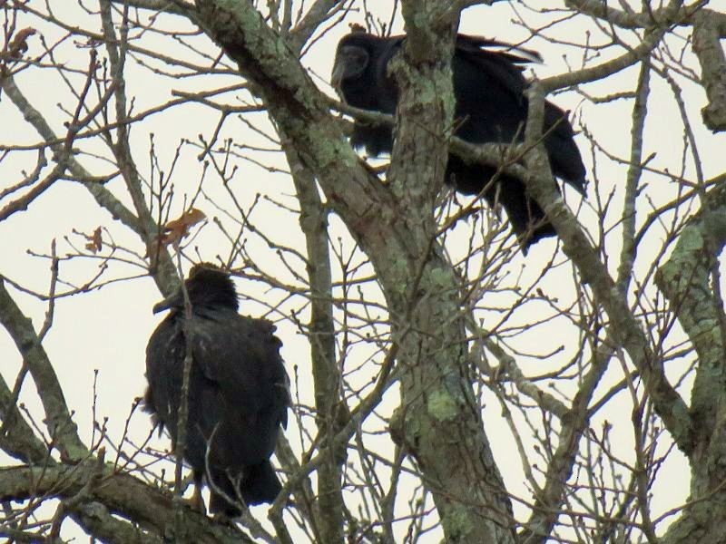 Black Vulture - Tracy The Birder